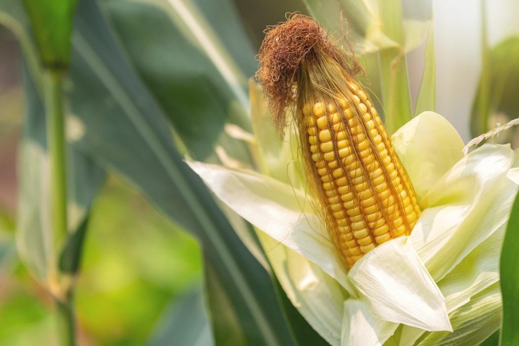 Maize ready for harvest